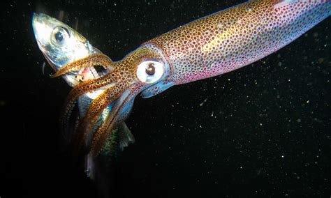 Squid Facts and Information.